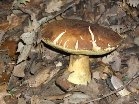 Contrada_Ilice - Boletus_subappendiculatus_2009_11_22 010.jpg